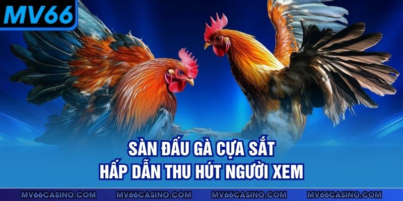 Sàn đấu gà cựa sắt hấp dẫn thu hút người xem