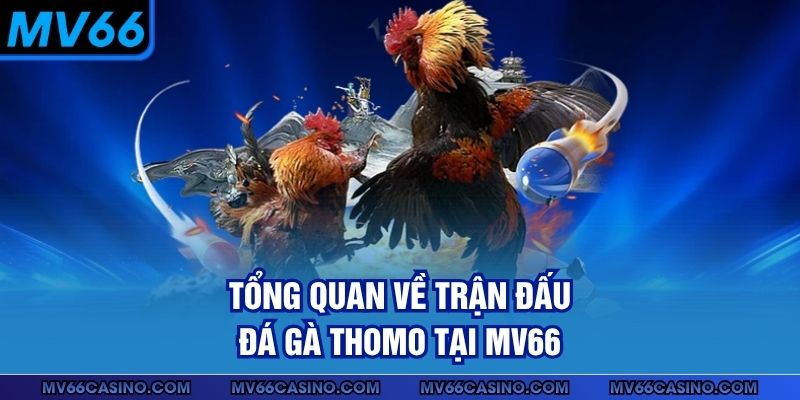 Tổng quan về trận đấu đá gà Thomo tại MV66